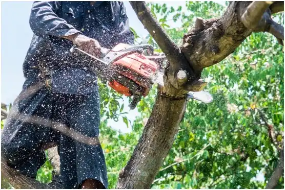 tree services Mount Carmel